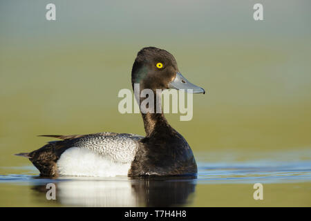 Mâle adulte Petit Fuligule (Aythya affinis) Nager dans le Lac Tunkwa, en Colombie-Britannique au Canada. Banque D'Images