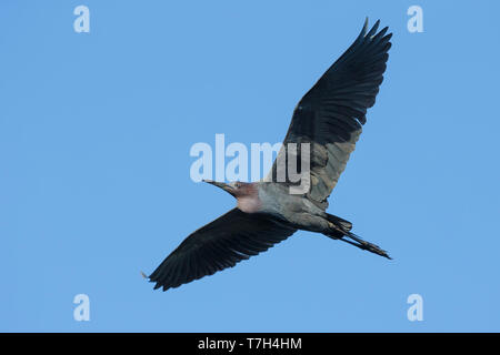 Des profils Little Blue Heron (Egretta caerulea) en vol à Galveston Co., Texas, USA. Banque D'Images