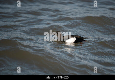 Des profils de l'été arctique plumage Guillemot à miroir (Cepphus grylle mandtii) Nager dans l'océan au large de Spitsbergen en haute système sacrttc. Banque D'Images