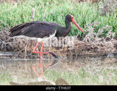 Des profils cigogne noire (Ciconia nigra) pataugeant au sel pendant la migration du printemps sur l'île grecque de Lesbos. Banque D'Images