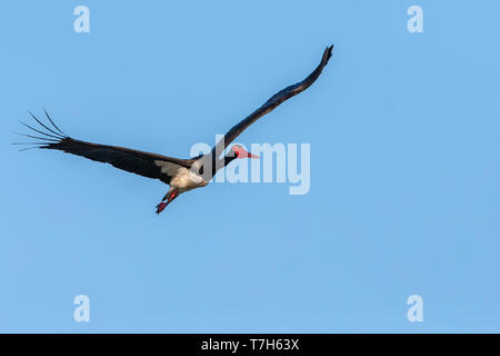 Des profils cigogne noire (Ciconia nigra) en vol pendant la migration du printemps sur l'île grecque de Lesbos. Banque D'Images