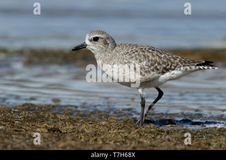 Non reproducteurs adultes Grey Plover (Pluvialis squatarola) sur plage, dans le comté de Los Angeles, Californie, USA. En octobre 2016. Banque D'Images