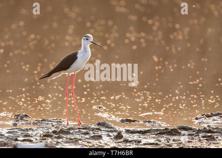 Black-winged Stilt (Himantopus himantopus) à la Skala Kalloni Salt Pans, sur l'île de Lesbos, Grèce Banque D'Images