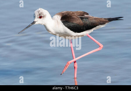 Black-winged Stilt (Himantopus himantopus) lissage à la Skala Kalloni Salt Pans, sur l'île de Lesbos, Grèce Banque D'Images