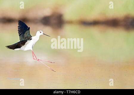 Black-winged Stilt (Himantopus himantopus) l'atterrissage dans la Skala Kalloni Salt Pans, sur l'île de Lesbos, Grèce Banque D'Images