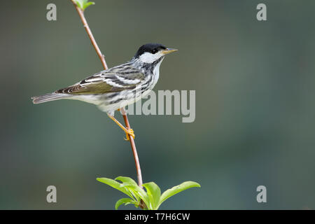 Mâle adulte Paruline rayée (Dendroica striata) pendant la migration printanière à Comté de Galveston, Texas, États-Unis. Banque D'Images