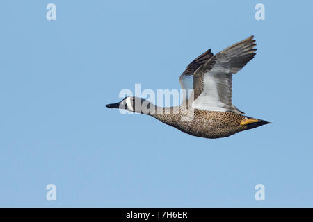 Mâle adulte, les Sarcelles à ailes bleues (Anas discors) en plumage nuptial à Galveston Co., New York. Avril 2018 Banque D'Images