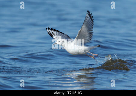 Première de l'hiver Mouette de Bonaparte (Chroicocephalus philadelphia) à Cape May, New Jersey, mars 2017. Banque D'Images