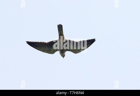 Falcon (Falco amurensis Amur) en vol pendant la migration d'automne en Thaïlande. Banque D'Images