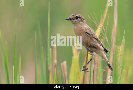 L'Stejneger Stonechat (Saxicola stejnegeri) hivernant au Doi Inthanon sur le Nord de la Thaïlande. Banque D'Images