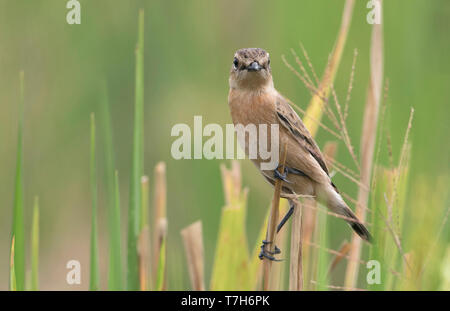 L'Stejneger Stonechat (Saxicola stejnegeri) hivernant au Doi Inthanon sur le Nord de la Thaïlande. Banque D'Images