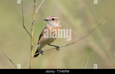 L'Stejneger Stonechat (Saxicola stejnegeri) hivernant au Doi Inthanon sur le Nord de la Thaïlande. Banque D'Images