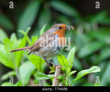 La deuxième année melophilus Robin (Erithacus rubecula aux abords) transportant de la nourriture pour ses poussins dans un jardin à Norfolk, en Angleterre. Banque D'Images