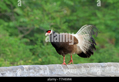 Hibou marron (Crossoptilon mantchuricum faisan) marche sur un mur en Chine. Banque D'Images