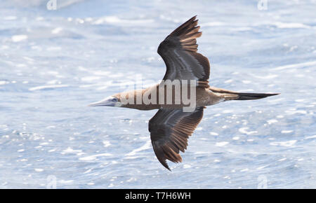 Fou brun immatures (Sula leucogaster) en vol contre la mer en fond sonore au large de Saint Patrick en Dominique. Banque D'Images