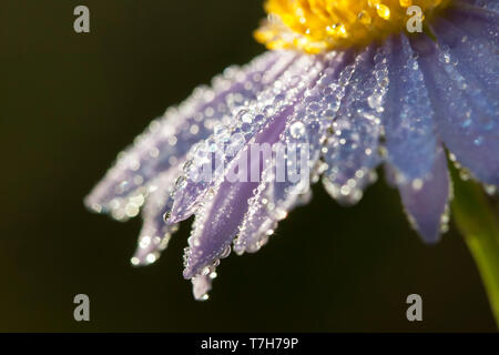 A proximité de l'aster remarquable (Eurybia spectabilis) couverts dans la rosée Banque D'Images