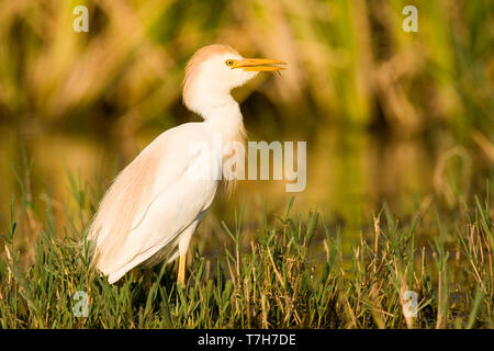 Western Cattle Egret Bubulcus ibis , Banque D'Images