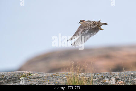 Pic épeiche juvénile (Charadrius morinellus) en vol, photo de l'arrière des ailes montrant ci-dessus. La Finlande Banque D'Images