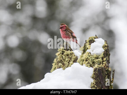 Chinese white-browed rosefinch (Carpodacus dubius) Banque D'Images