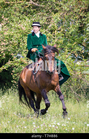 Pura Raza Espanola, andalou. Rider avec costume et sidesaddle galoper dans un pré. La Suisse Banque D'Images