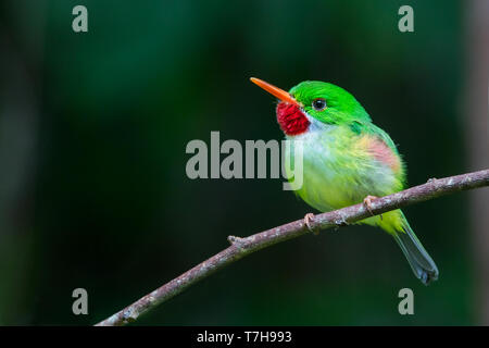 Jamaican Tody, Todus todus) un petit et pittoresque des espèces endémiques de la Jamaïque. Banque D'Images