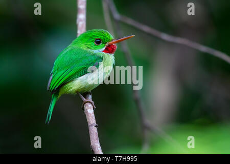 Jamaican Tody, Todus todus) un petit et pittoresque des espèces endémiques de la Jamaïque. Banque D'Images