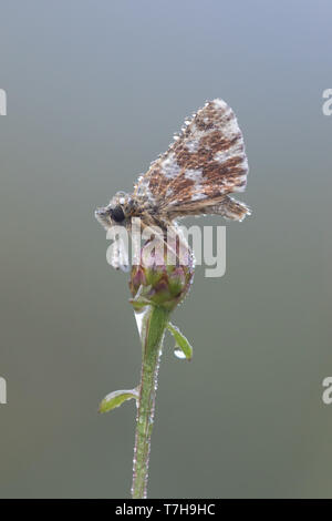 Ailes rouges humides Skipper (Spialia sertorius) sur petite plante dans le Mercantour en France, assis contre l'arrière-plan de couleur verte. Banque D'Images