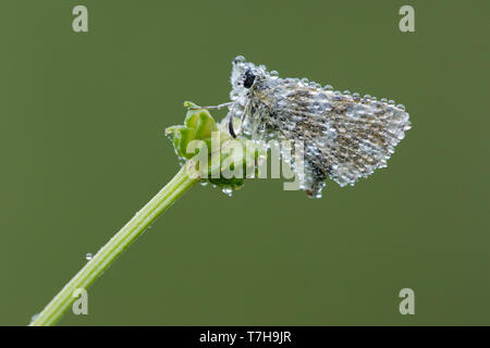 Ailes rouges Skipper (Spialia sertorius) couvert de gouttes de pluie reposant sur petite plante dans le Mercantour en France, vu à l'encontre des personnes de couleur vert bac Banque D'Images