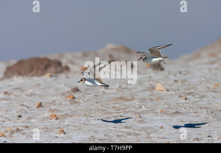 Des profils Kentish Plover (Charadrius alexandrinus) s'envoler au cours de l'automne à la côte d'Andalousie dans le sud de l'Espagne. Tout d'abord probable de l'hiver sur la plate-forme Banque D'Images