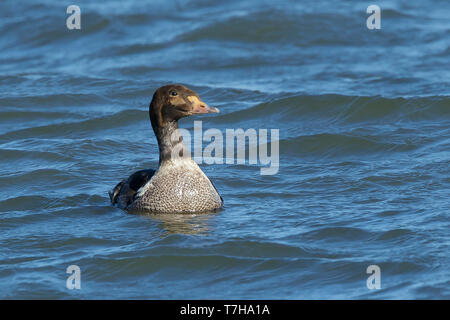 1homme Eider (Somateria spectabilis) Ocean Co., New Jersey. Mars 2017 Banque D'Images