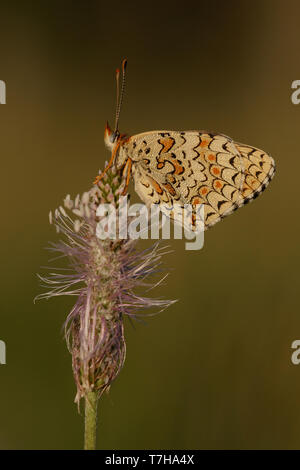 La centaurée humide fritillary (Melitaea phoebe) perché au sommet d'une petite fleur dans le Mercantour en France. Vu contre un parc naturel de couleur vert-brun background Banque D'Images