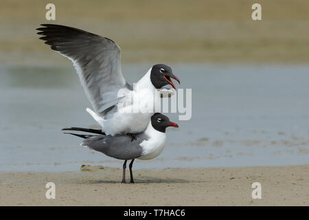 Rire adultes Goéland argenté (Larus atricilla) en plumage nuptial dans Comté de Galveston, Texas, États-Unis. L'accouplement sur la plage. Banque D'Images