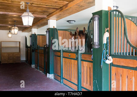 Chevaux de Sport ibérique dans une boîte séparée. Allemagne Banque D'Images