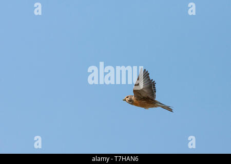 Les mâles adultes (Linaria cannabina Linnet) aux Pays-Bas. En vol, vue de dessous montrant sous aile. Anciennement connu sous le nom de Carduelis cannabina. Banque D'Images