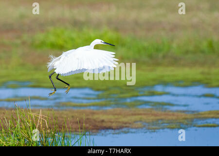 Aigrette garzette (Egretta garzetta) survolant un marais sur Lesbos, Grèce. Banque D'Images