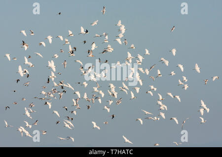 Grand troupeau de des aigrettes Garzettes (Egretta garzetta garzetta ssp.), en France, avec les mouettes à tête noire, à bec et à ailes noires des pilotis. Banque D'Images