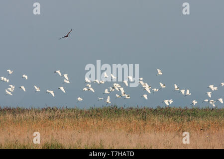 Grand troupeau de des aigrettes Garzettes (Egretta garzetta garzetta ssp.), en France, avec la chasse, le busard. Banque D'Images