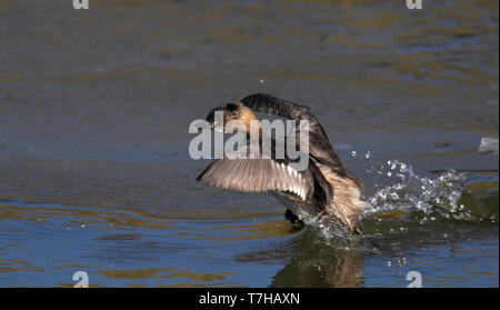 Grèbe hivernant (Tachybaptus ruficollis) aux Pays-Bas. En fuite au-dessus de l'eau au lieu de voler Banque D'Images