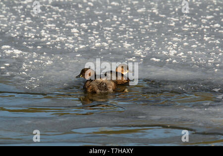 Peu d'hivernage deux grèbes (Tachybaptus ruficollis) aux Pays-Bas. La baignade dans un lac gelé. Banque D'Images