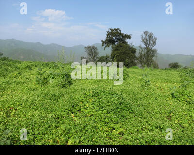 Green Valley de Lomas de Lachay, un désert côtier réserver dans le département de Lima au Pérou. C'est une brume unique-fed l'éco-système. Banque D'Images