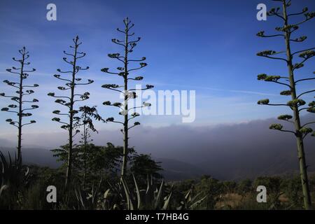 La floraison Agave americana variegata contre ciel bleu et nuages dans une vallée de la Sierra Nevada, Andalousie, Espagne Banque D'Images