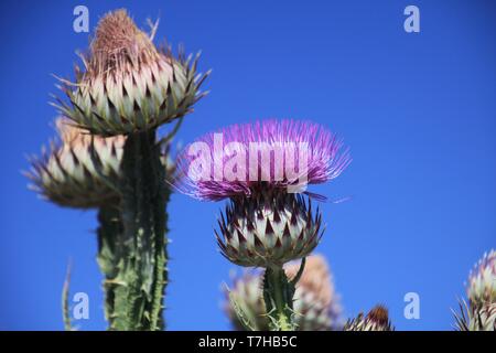 Low angle view (Close up) de figues de chardon de lait, rose (Silybum marianum) contre le ciel bleu en Andalousie Sierra Nevada (Andalousie, Espagne) Banque D'Images