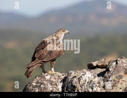 Des profils aigle de Bonelli (Aquila fasciata) perché sur un rocher en Estrémadure Espagne Banque D'Images