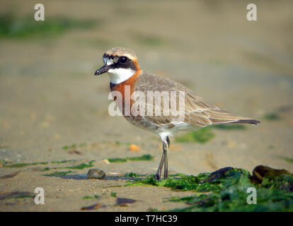 Mongolian Plover (Charadrius mongolus) à Heuksan do island, Corée du Sud, au cours de la migration printanière le long de la voie migratoire de l'Asie de l'Est. Banque D'Images