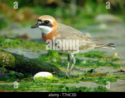 Mongolian Plover (Charadrius mongolus) à Heuksan do island, Corée du Sud, au cours de la migration printanière le long de la voie migratoire de l'Asie de l'Est. Banque D'Images