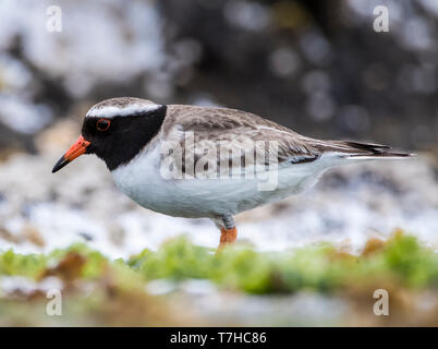 Rive de disparition (Thinornis novaeseelandiae) Pluvier siffleur sur les Îles Chathams, Nouvelle-Zélande. Très rare endémique avec seulement un monde de la population restante Banque D'Images