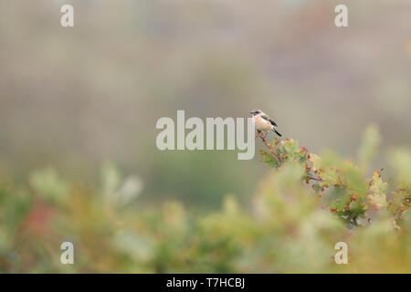 Première de l'hiver sibérien mâle Stonechat (Saxicola maurus) dans les dunes, à l'extrémité orientale de l'île des Wadden néerlandaise de Vlieland. Banque D'Images