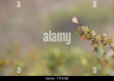 Première de l'hiver sibérien mâle Stonechat (Saxicola maurus) dans les dunes, à l'extrémité orientale de l'île des Wadden néerlandaise de Vlieland. Banque D'Images