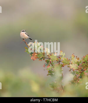 Première de l'hiver sibérien mâle Stonechat (Saxicola maurus) dans les dunes, à l'extrémité orientale de l'île des Wadden néerlandaise de Vlieland. Banque D'Images