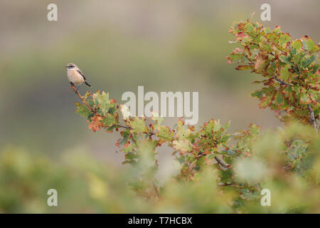 Première de l'hiver sibérien mâle Stonechat (Saxicola maurus) dans les dunes, à l'extrémité orientale de l'île des Wadden néerlandaise de Vlieland. Banque D'Images